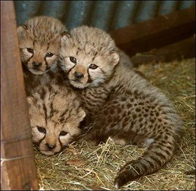 Dans quel pays d'Afrique pourrez-vous voir ces jeunes félins ?