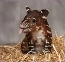 Il existe deux continents où vous pourrez voir un bébé comme celui de la photo !