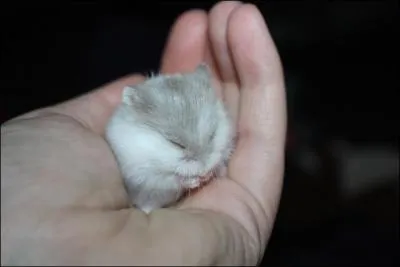 Reconnaissez-vous ce bébé ?