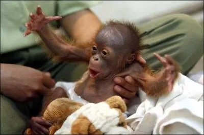 Il est facile à reconnaître, c'est un bébé ...