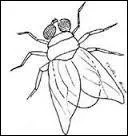 Je crois que cette grosse mouche piqueuse s'appelle un...