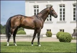 Quelle race n'existe pas ?