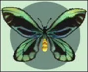 Quel est cet insecte ?