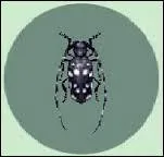 Quel est cet insecte ?