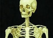 Quiz Les os du corps humain