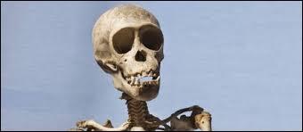Combien un homme adulte possède-t-il d'os au total ?
