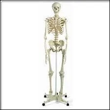 De quoi sont constitués les os ?