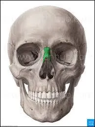 Comment s'appelle l'os du nez ?