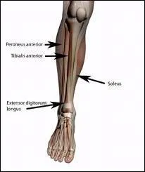 Comment s'appelle l'os du genoux ?