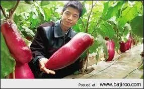 Combien de radiz gagnent les membres super premium ?