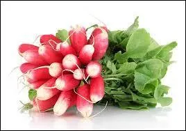 Combien de radiz nous sont offerts à chaque connexion ?