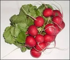 Combien de radiz l'auteur du jour obtient-il à chaque connexion ?