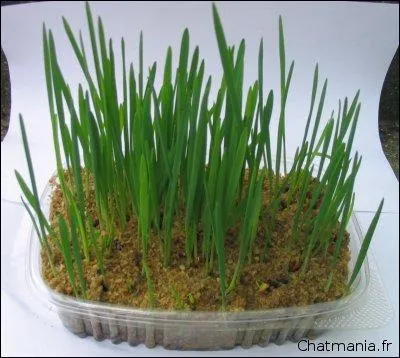 Et l'herbe aux chats ?