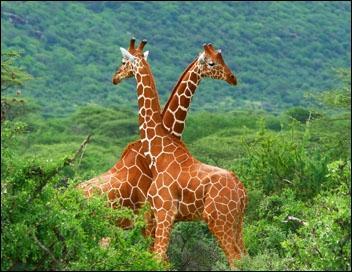 Des girafes peuvent être amoureuses.