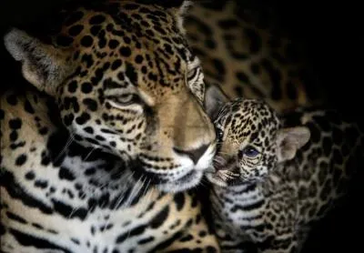 Les jaguars courent vite.