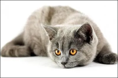 On peut adopter un chat.