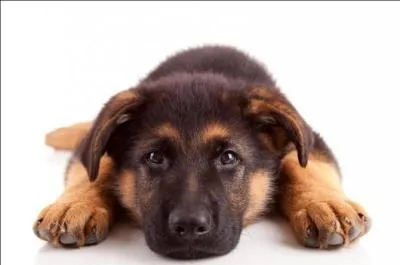 Un gros chien est toujours dangereux.