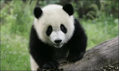 Le panda dort dans un arbre.