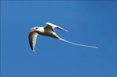 Quel est l'animal emblématique de cette île ? (attention aux photos trompeuses ! )