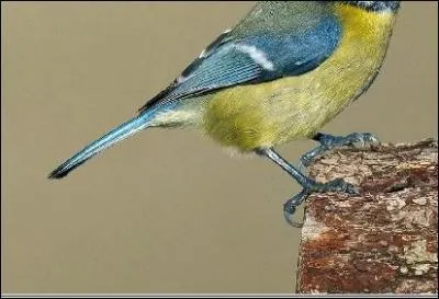 Cet oiseau est reconnaissable à son chant "tititu ! " et à ses couleurs. C'est :