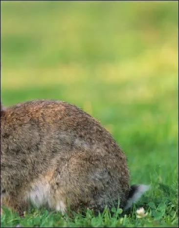 Ce rongeur est-il un rat ?