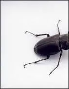 Quel est cet insecte ?