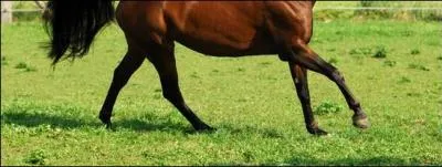 Voici un beau cheval !