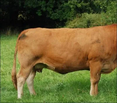 Ce mammifère nous est bien utile. C'est :