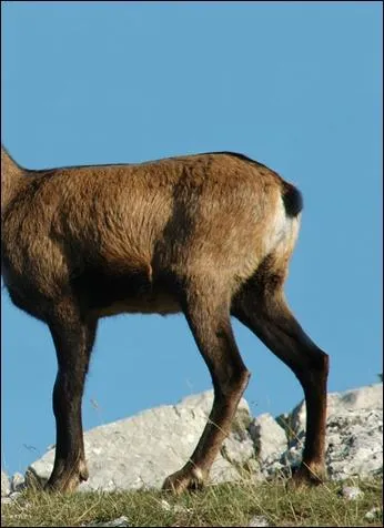 Pour vous aider, je vais vous dire que ce mammifère a des cornes. Quel est-il ?