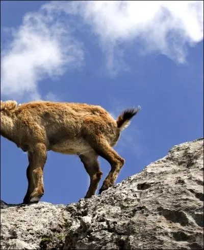 Cet animal est-il un mouflon ?