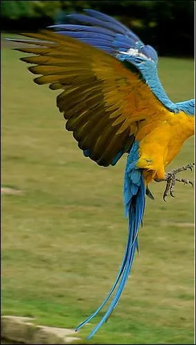 Quel est cet oiseau ?