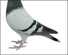 Quel est cet oiseau citadin ?