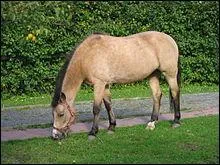 Quelle est la robe de ce cheval ?