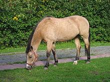 Quiz Galop 1