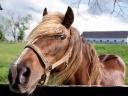 Quiz Galop 2