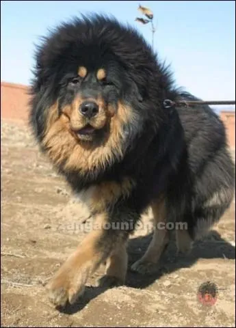 Quelle est sa race ? On dirait un lion.