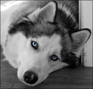 Quelle est sa race ? C'est le chien favori du monde entier !