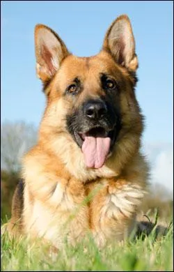 Quelle est sa race ? C'est le meilleur chien de berger qui soit !