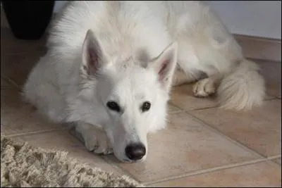 Quelle est sa race ? C'est le cousin du berger allemand.