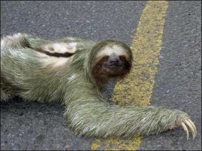 La paresse est la mère de tous ...