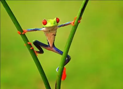 Il pleut, il ..., c'est la fête à la grenouille !