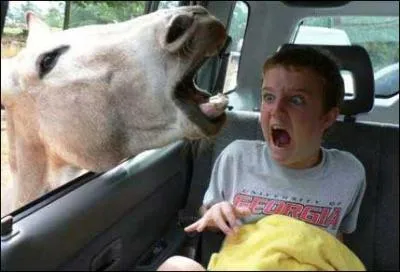 Faire l'âne pour avoir ...