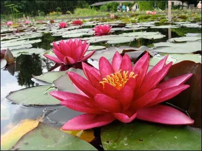 Lydie ne veut pas croire que j'... raison, pourtant avec la nouvelle orthographe je suis sûre qu'on a le droit d'écrire nénufar (avec un "f") .