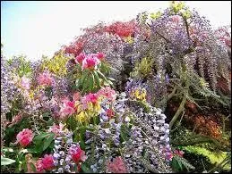Une fois ces arbustes fleuris, un seul diffère des autres. Lequel ?