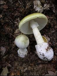 Le champignon appelé "l'amanite phalloïde" est mortel pour les humains.