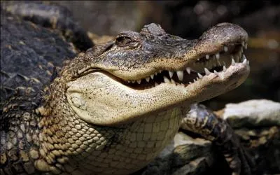 Complétez cette citation de C.C : "Les larmes de crocodiles blessent ceux qui nous entourent..."