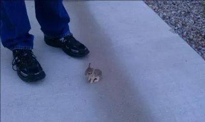 Il faut vraiment agrandir la photo pour bien voir ce 'mini, mini, mini ' lapin et votre dernier mot sera ? (plus difficile celui-là)