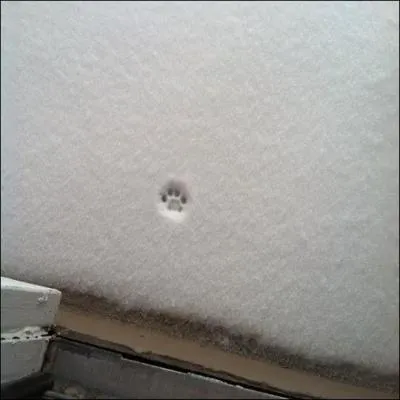 Il s'agit d'une empreinte de patte de chat dans la neige (il n'est pas allé bien loin). allez-vous trouver le mot adéquat ?