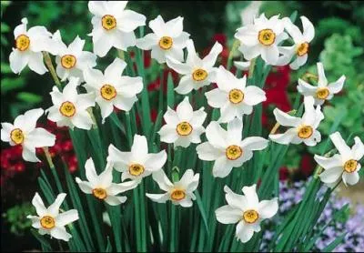 Jour 11. Plante bulbeuse dont la floraison a lieu de mars à juin. Les fleurs sont de couleur blanche ou jaune selon les espèces !