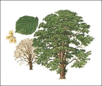 Jour 12. Atteignant une hauteur d'une trentaine de mètres, c'est un arbre de haute futaie !